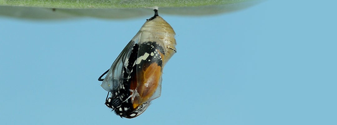 Butterfly evolving