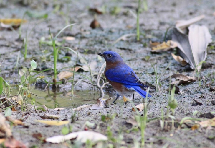 Eastern Bluebird, photo by Glenn Olsen